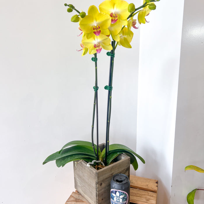 PHALAENOPSIS