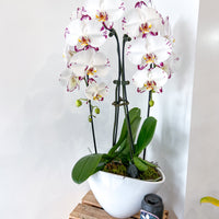 PHALAENOPSIS THE HEART OPAL BOAT