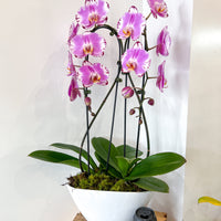 PHALAENOPSIS THE HEART OPAL BOAT
