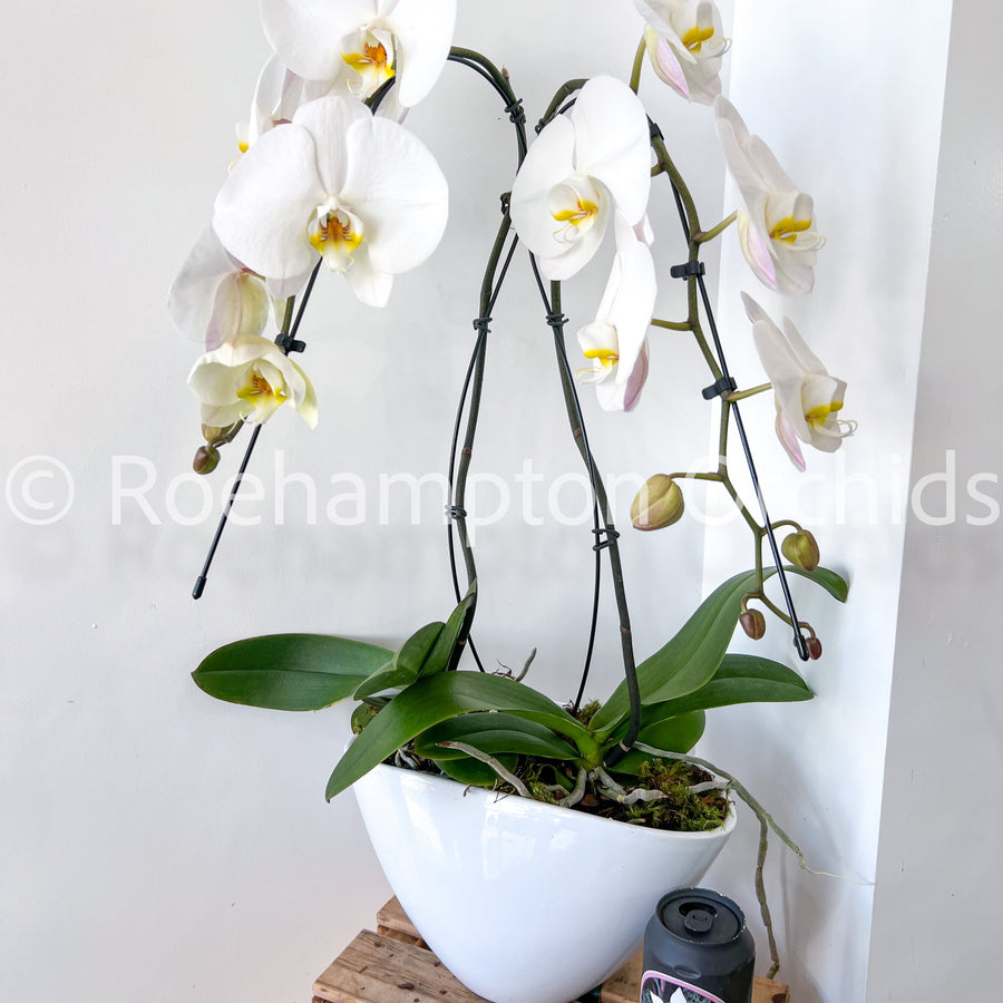 PHALAENOPSIS THE HEART OPAL BOAT