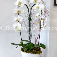PHALAENOPSIS THE HEART OPAL BOAT