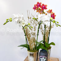 PHALAENOPSIS - ENCHANTED HOLIDAY