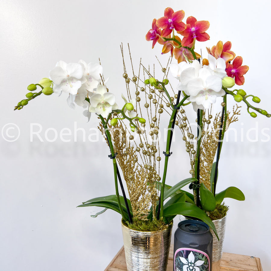 PHALAENOPSIS - ENCHANTED HOLIDAY