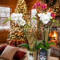 PHALAENOPSIS - ENCHANTED HOLIDAY