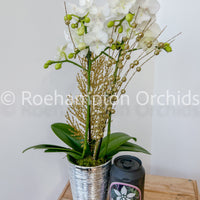 PHALAENOPSIS - ENCHANTED HOLIDAY