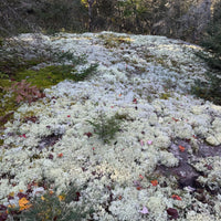 LICHEN - REVITA-MOSS (CLADONIA ARBUSCULA)