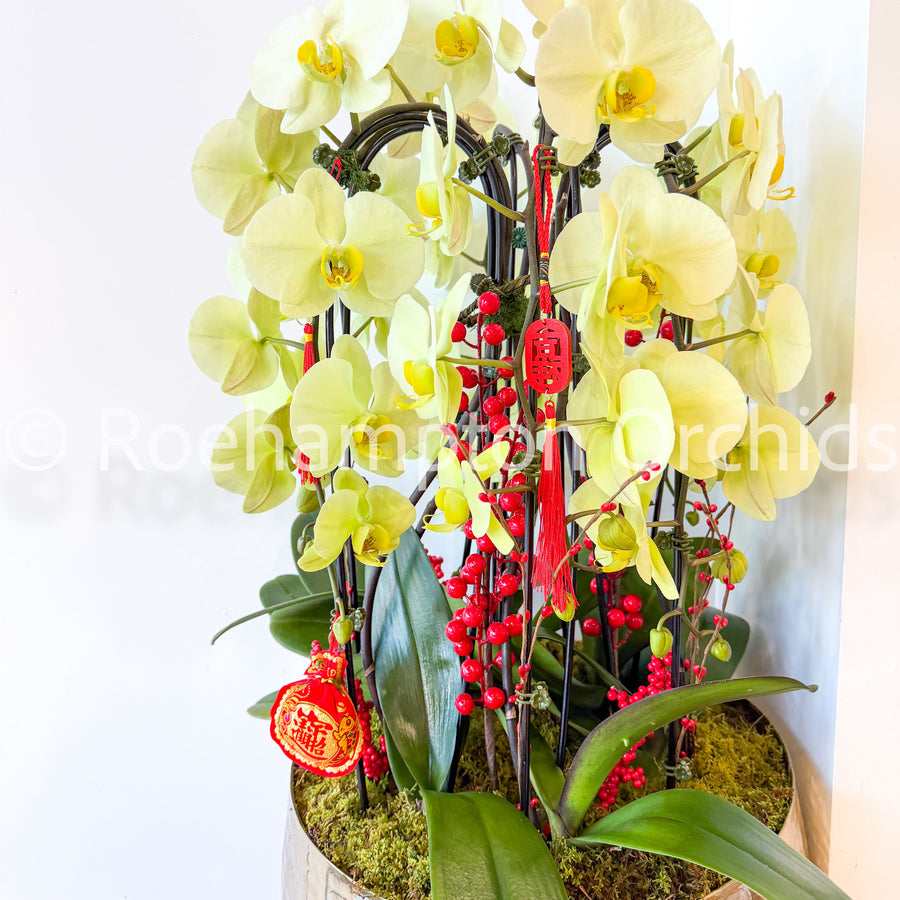 ARRANGEMENT PHALAENOPSIS GOLDEN LUCKY