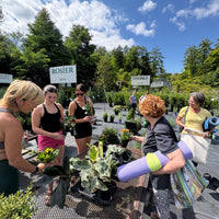YOGA AMONG THE PLANTS