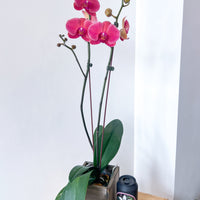 PHALAENOPSIS
