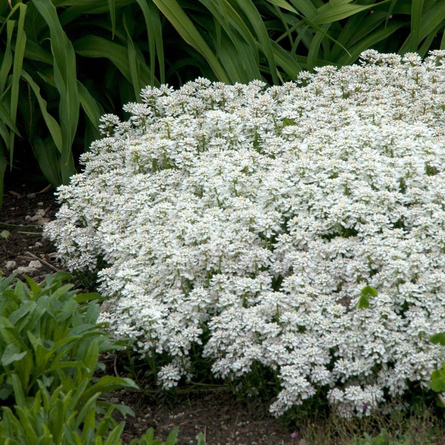 IBERIS SEMPERVIRENS - SNOWFLAKE