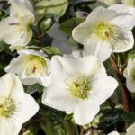 HELLEBORUS X G. - HGC ICE N' ROSES WHITE