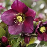 HELLEBORUS X G. - HGC ICE N' ROSES RED