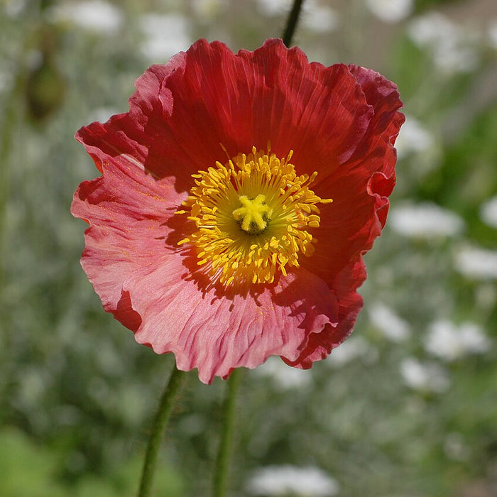 PAPAVER NUDICAULE - CHAMPAGNE BUBBLES PINK