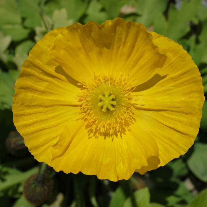 PAPAVER NUDICAULE - CHAMPAGNE BUBBLES YELLOW