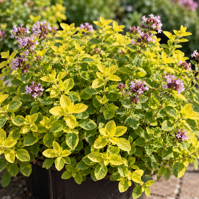 ORIGANUM VULGARE - AUREUM