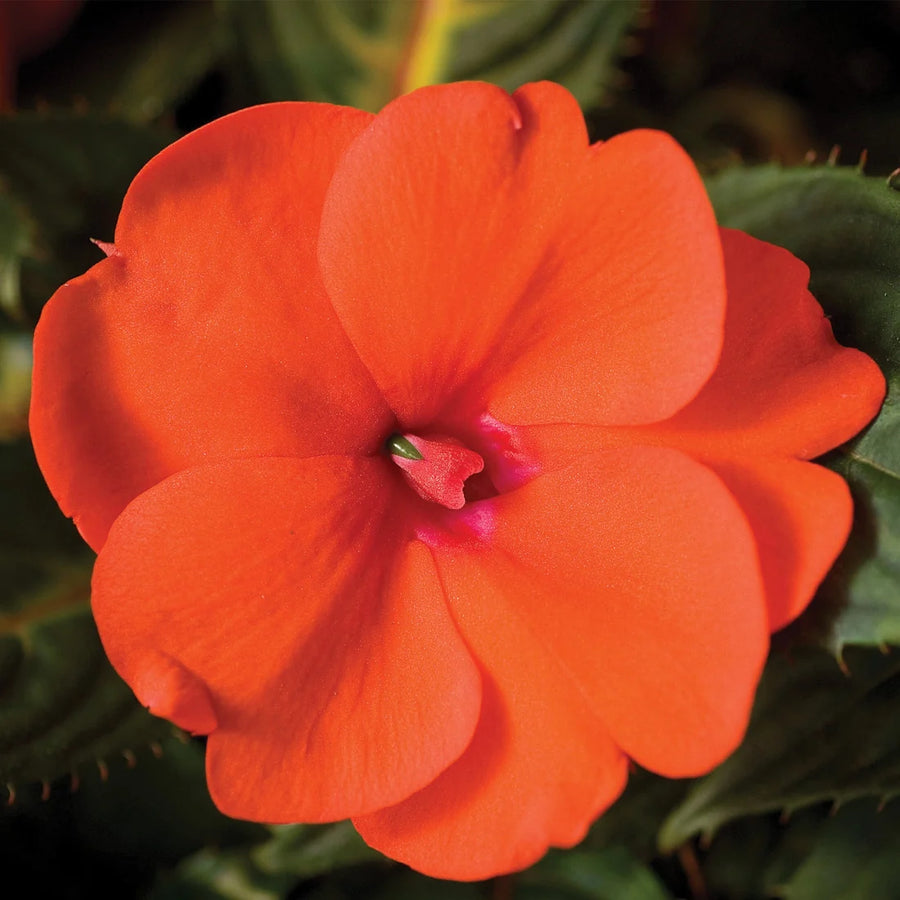 IMPATIENS X HYBRIDA SUNPATIENS COMPACT ORANGE