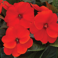 IMPATIENS X HYBRIDA SUNPATIENS COMPACT ORANGE