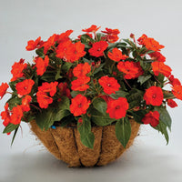 IMPATIENS X HYBRIDA SUNPATIENS COMPACT ORANGE