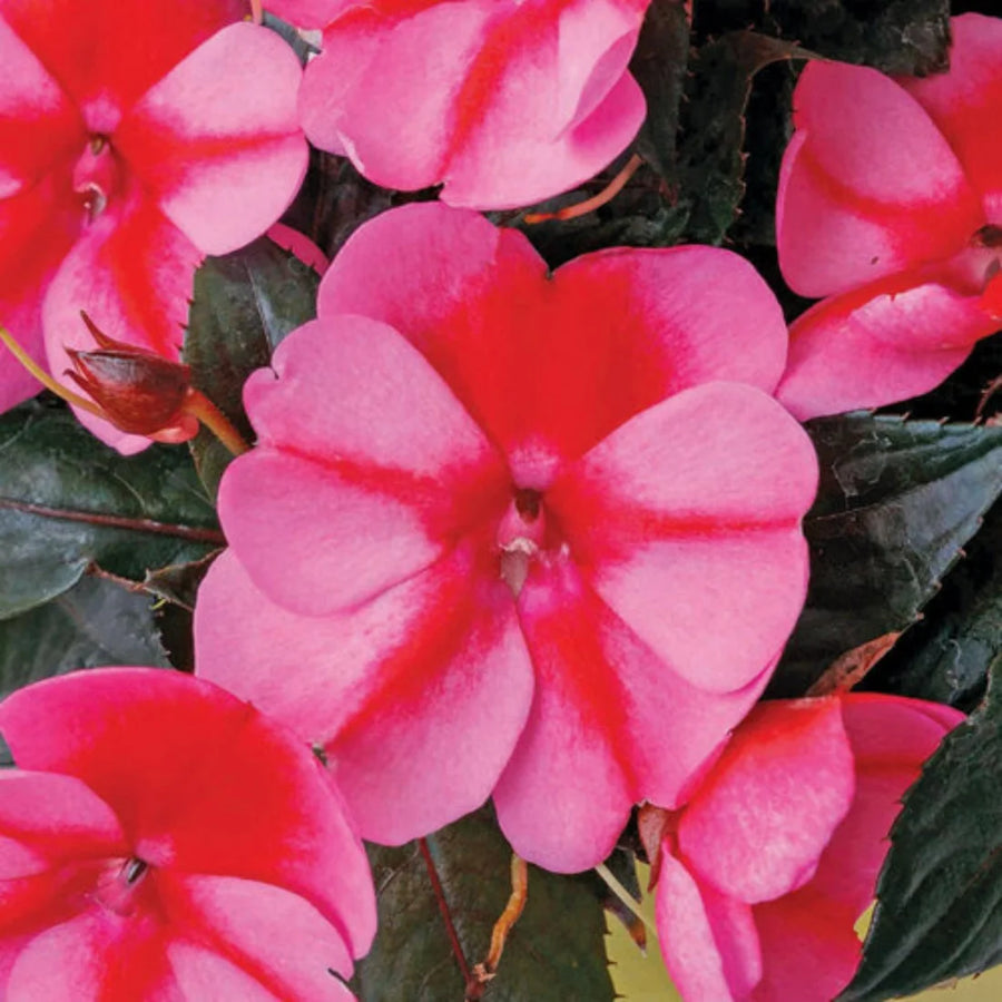 IMPATIENS X HYBRIDA SUNPATIENS COMPACT RED CANDY