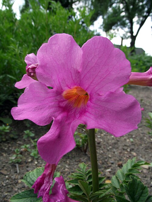 INCARVILLEA DELAVAYI