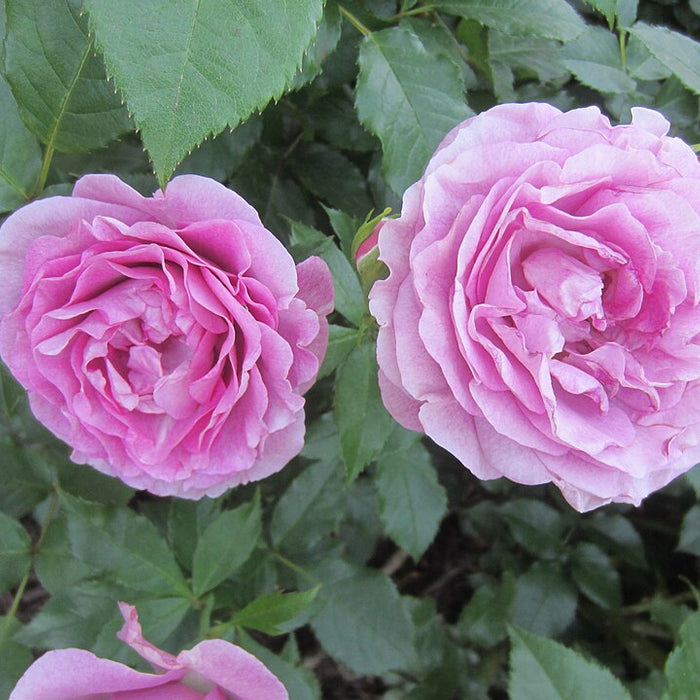 ROSA - VIOLET'S PRIDE