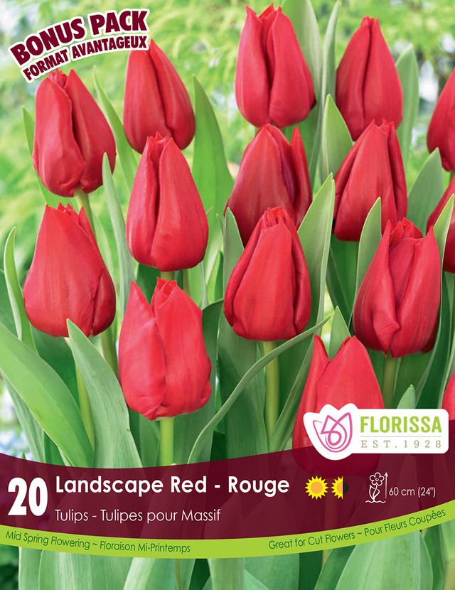 BULBES TULIPES - LANDSCAPE RED