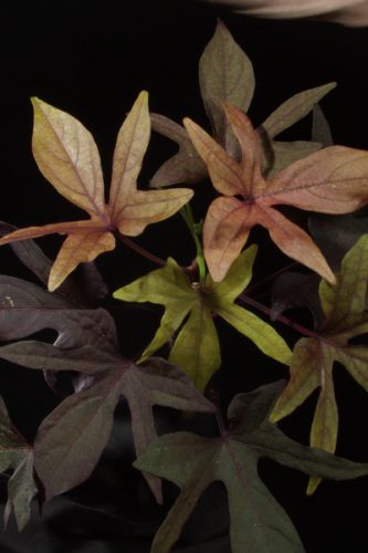 IPOMOEA - BLACKIE