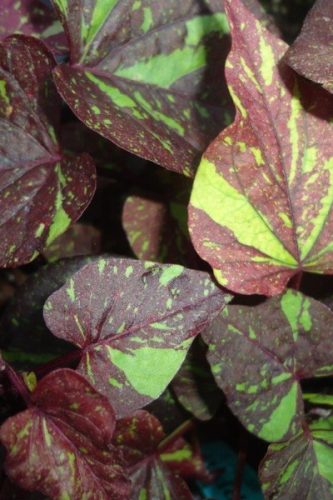 IPOMOEA - KELLY RAY