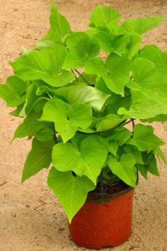 IPOMOEA - DAISY
