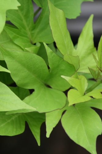 IPOMOEA - TERRACE LIME