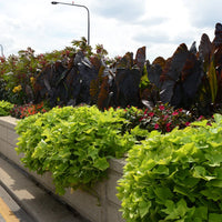 IPOMOEA BATATAS (PATATE DOUCE)