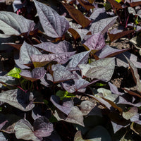 IPOMOEA BATATAS (PATATE DOUCE)