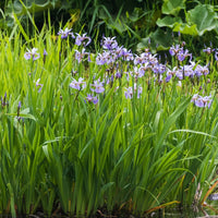 IRIS VERSICOLOR