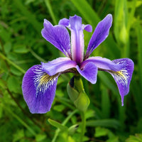 IRIS VERSICOLOR