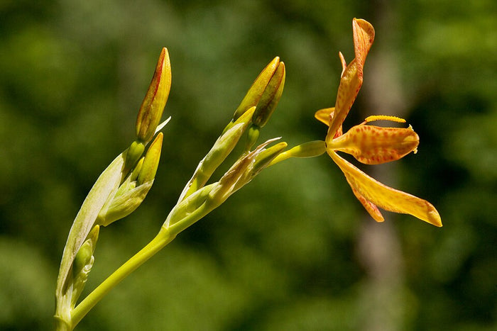 BELAMCANDA CHINENSIS