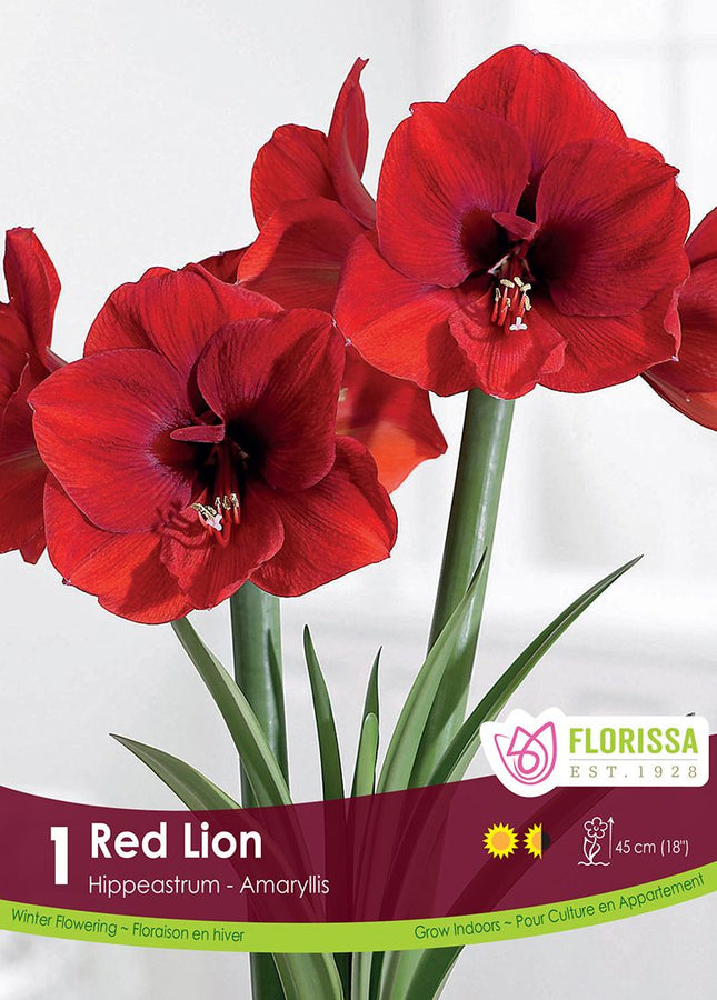 AMARYLLIS RED LION PKG