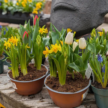 JARDIN DE BULBES EN FLEURS