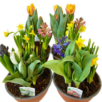 JARDIN DE BULBES EN FLEURS