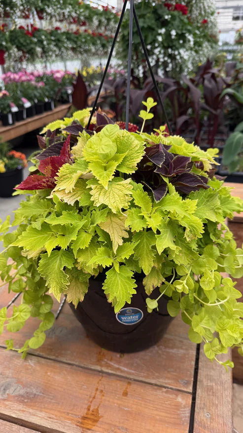 JARDINIERE SUSPENDUE MIXTE AVEC COLEUS