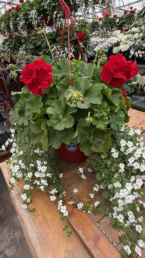 JARDINIERE SUSPENDUE GERANIUM CALLIOPE ET BACOPA