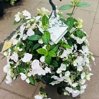 HYDRANGEA - FAIRYTRAIL BRIDE