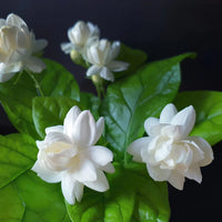 JASMINUM SAMBAC