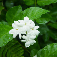 JASMINUM SAMBAC