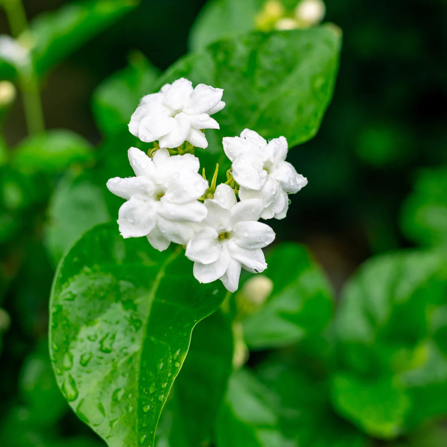 JASMINUM SAMBAC