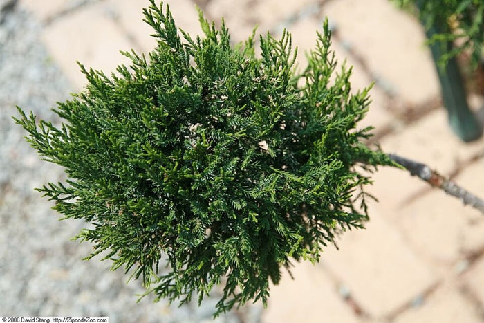 JUNIPERUS CHINENSIS - MINT JULEP