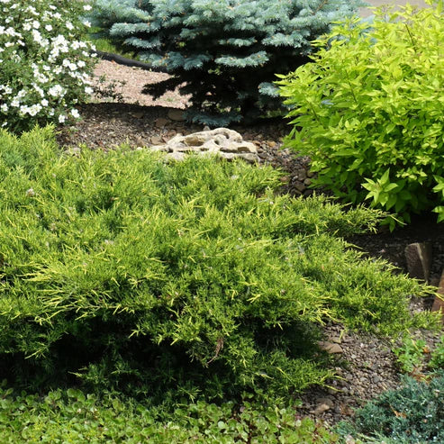 JUNIPERUS GOLD STAR