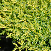 JUNIPERUS GOLD STAR