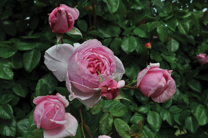 ROSA - KISS ME KATE
