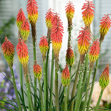 KNIPHOFIA HIRSUTA - FIRE DANCE