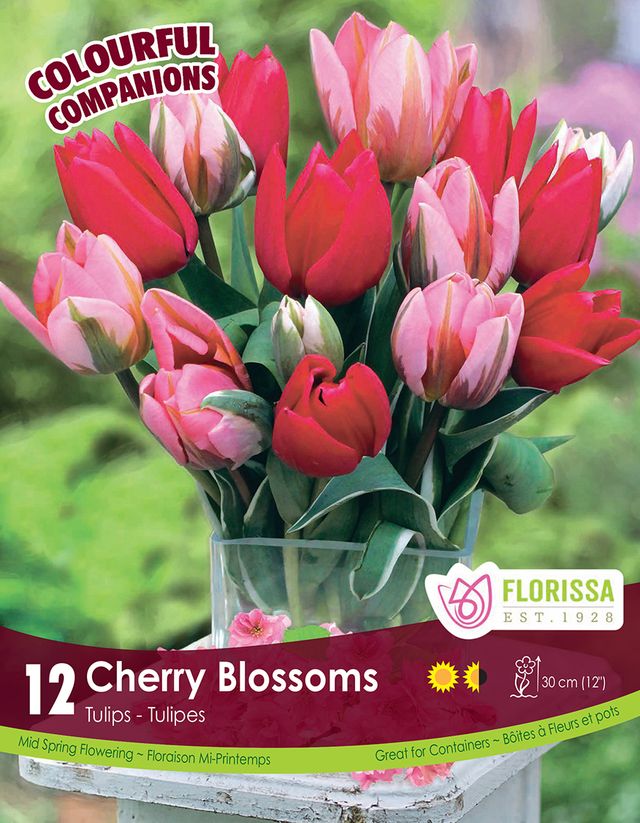 BULBES TULIPS - CHERRY BLOSSOMS